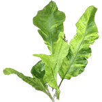 Drynaria Fortunei Rhizome Extract
