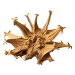 Standardized Harpagophytum Devil's Claw Extract